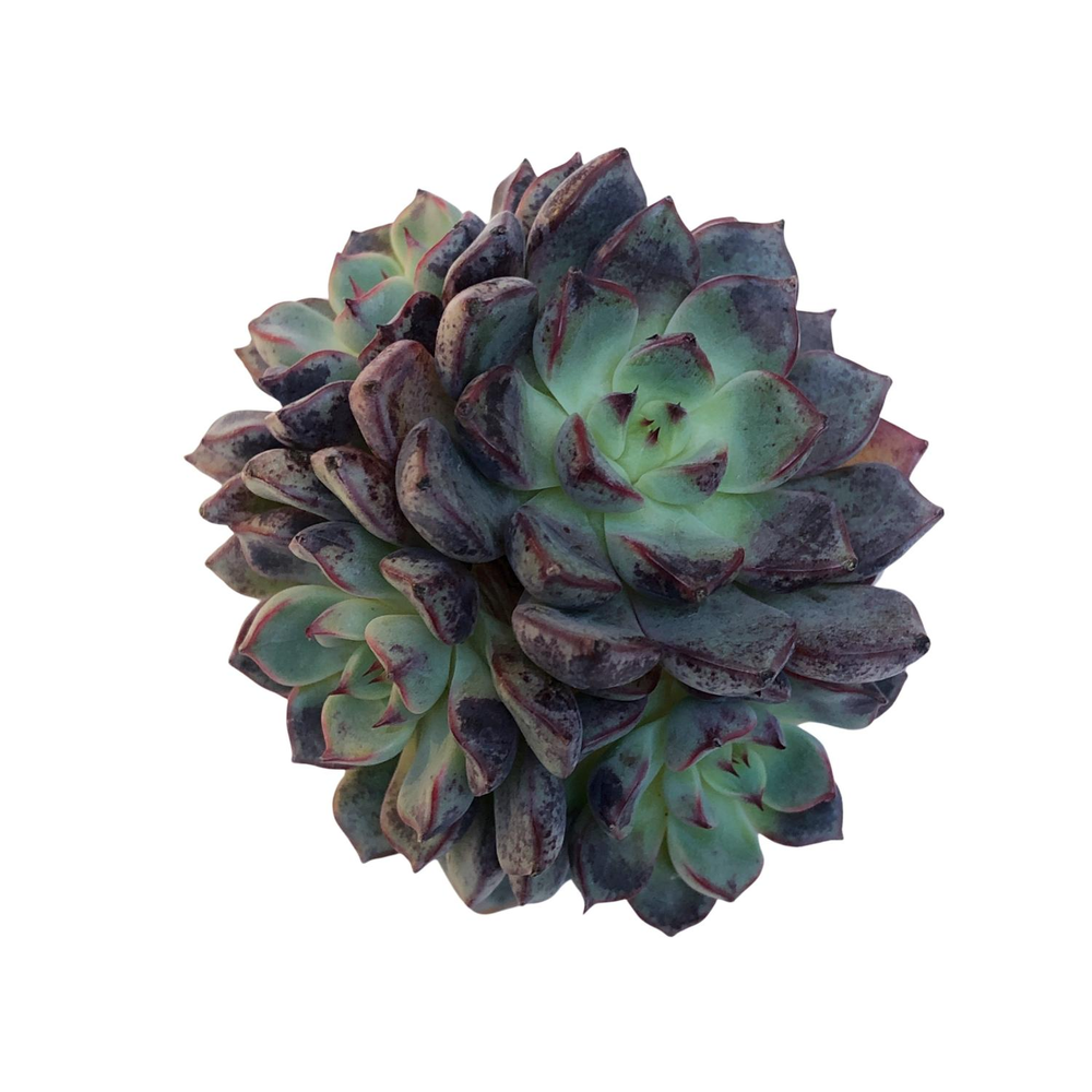 Echeveria Wiz Beauty Cluster