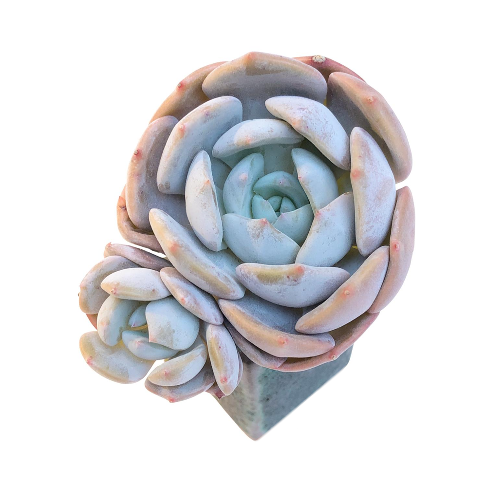 Echeveria Lemann