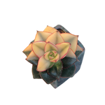 Echeveria Monocerotis, Small Rosette