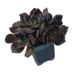 Echeveria Black Madiba, Triple (Not Perfect)