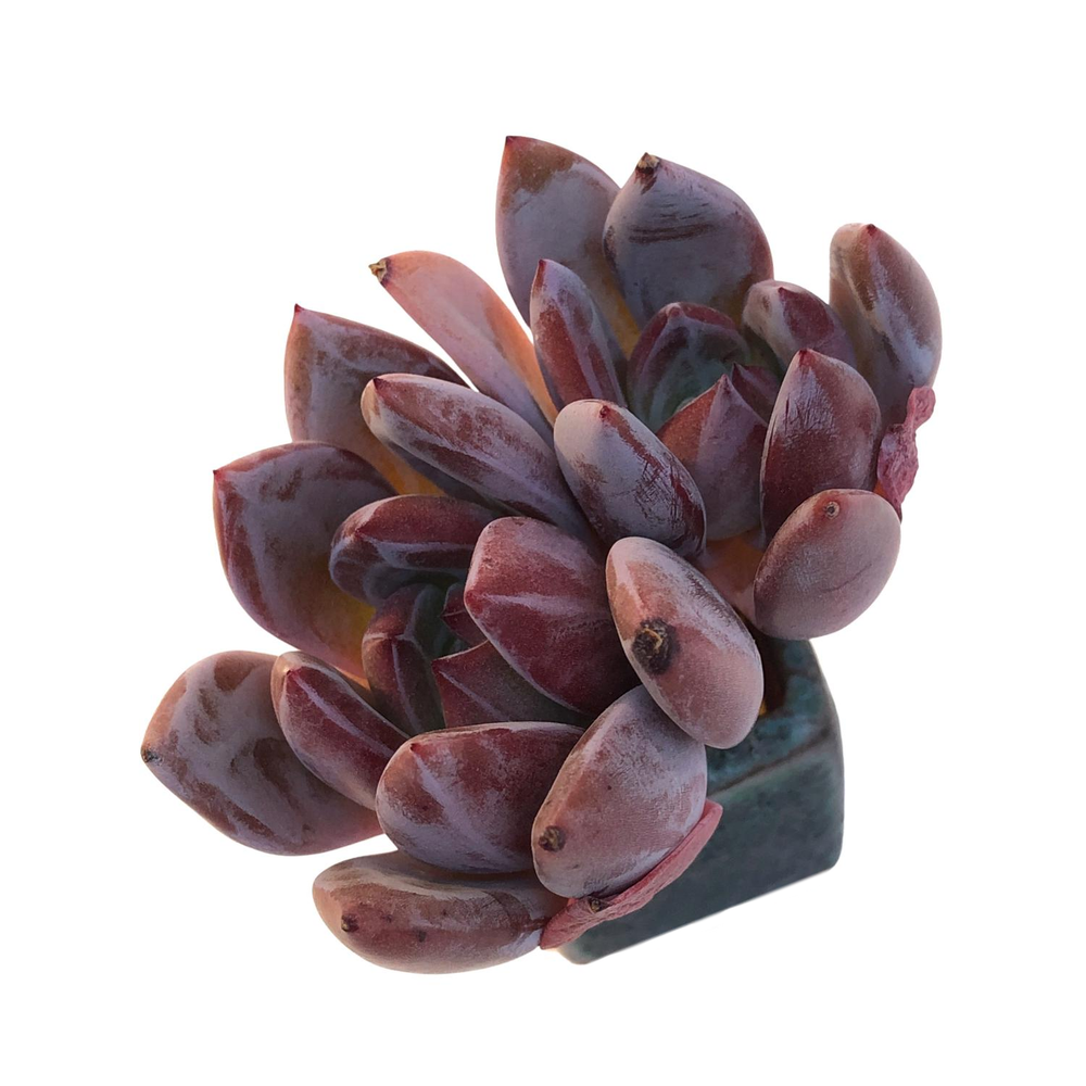 Echeveria Purple Champagne, Double