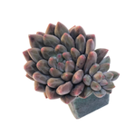 Echeveria Anthony Quinn