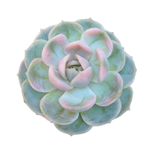 Echeveria Blue Surprise, Variegata