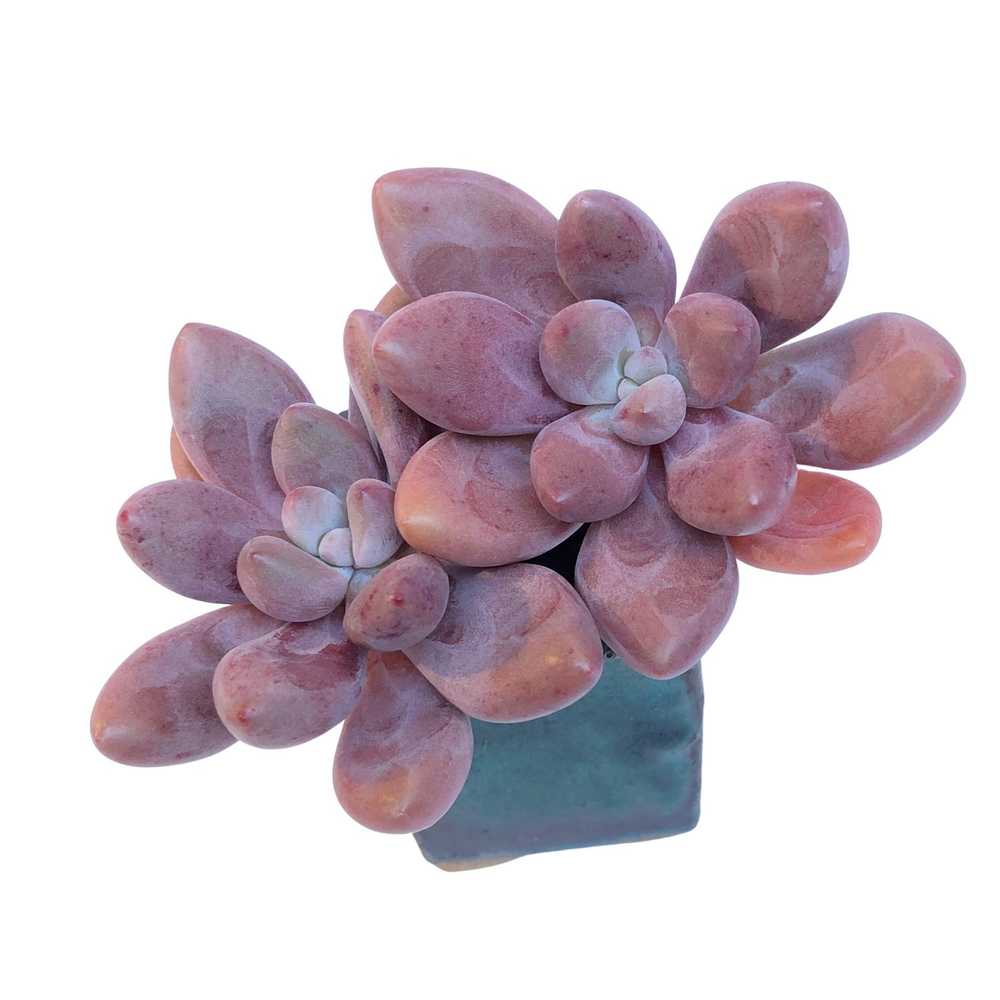 Pachyphytum Diamante Rosa, (Not Perfect)