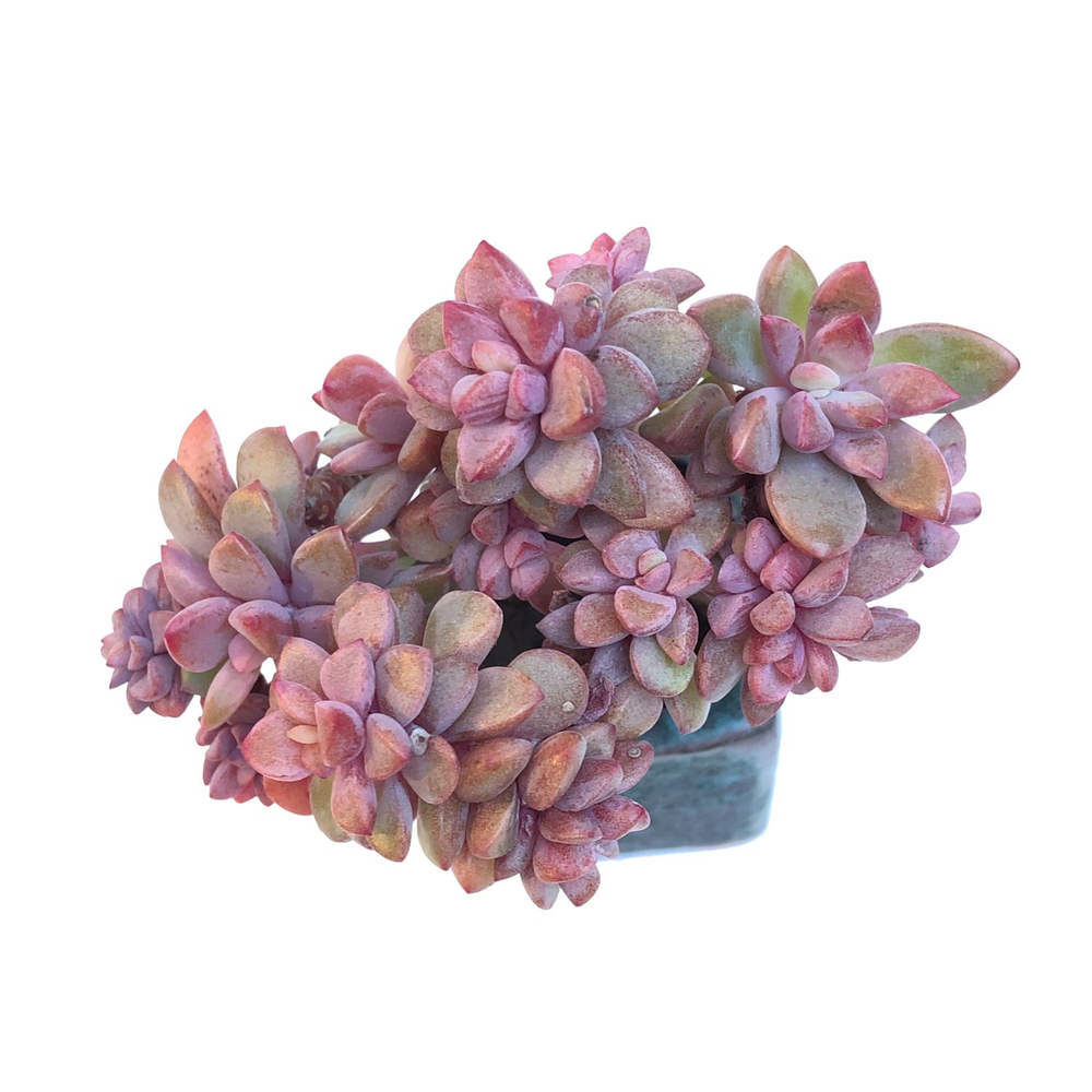 Echeveria cv Rezry, Small Cluster