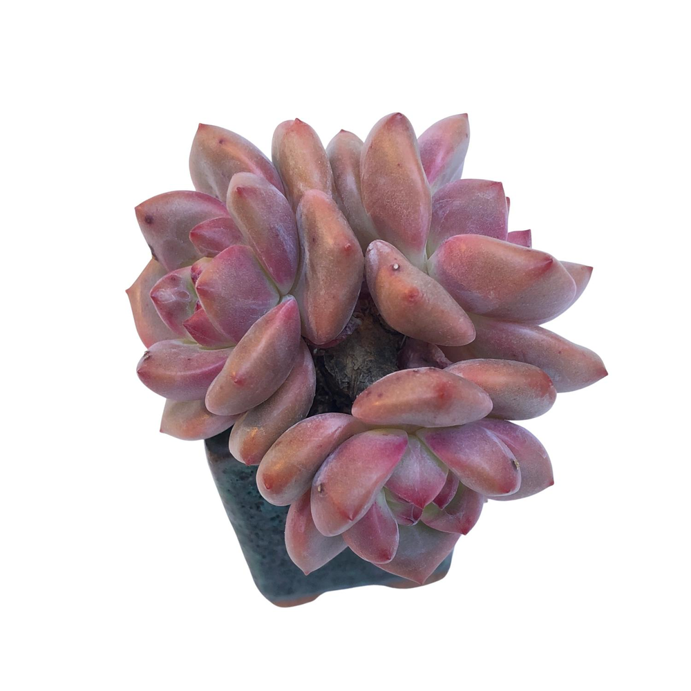 Echeveria Ariel Triple