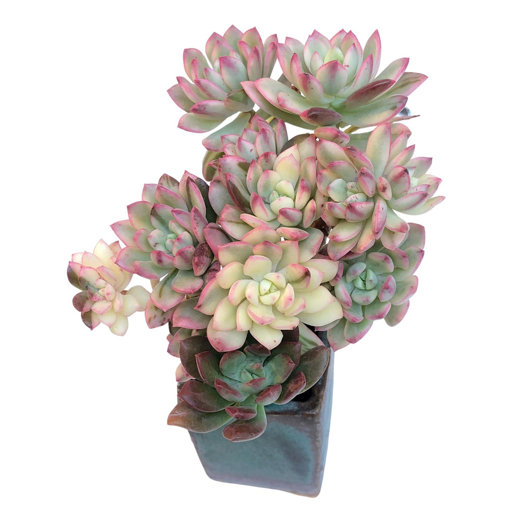 Echeveria Mini Belle, Mature Variegated Cluster