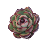 Echeveria Sp.