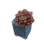 SPECIAL! JUST CART!! Echeveria Fire Play, (New Hybrid)