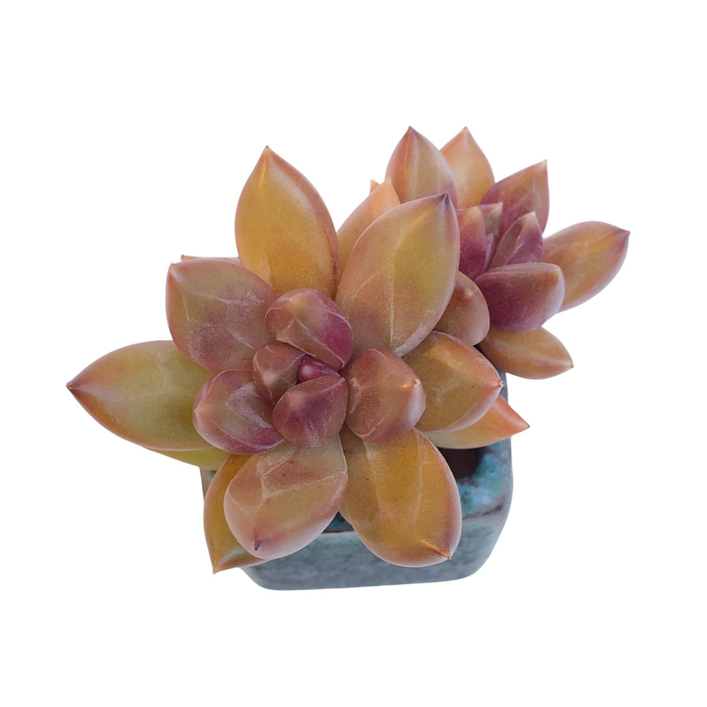 Echeveria Tivoli, Small Double