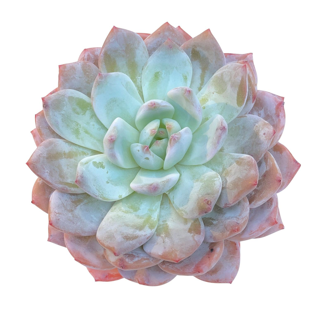 Echeveria Orange Monroe, Large