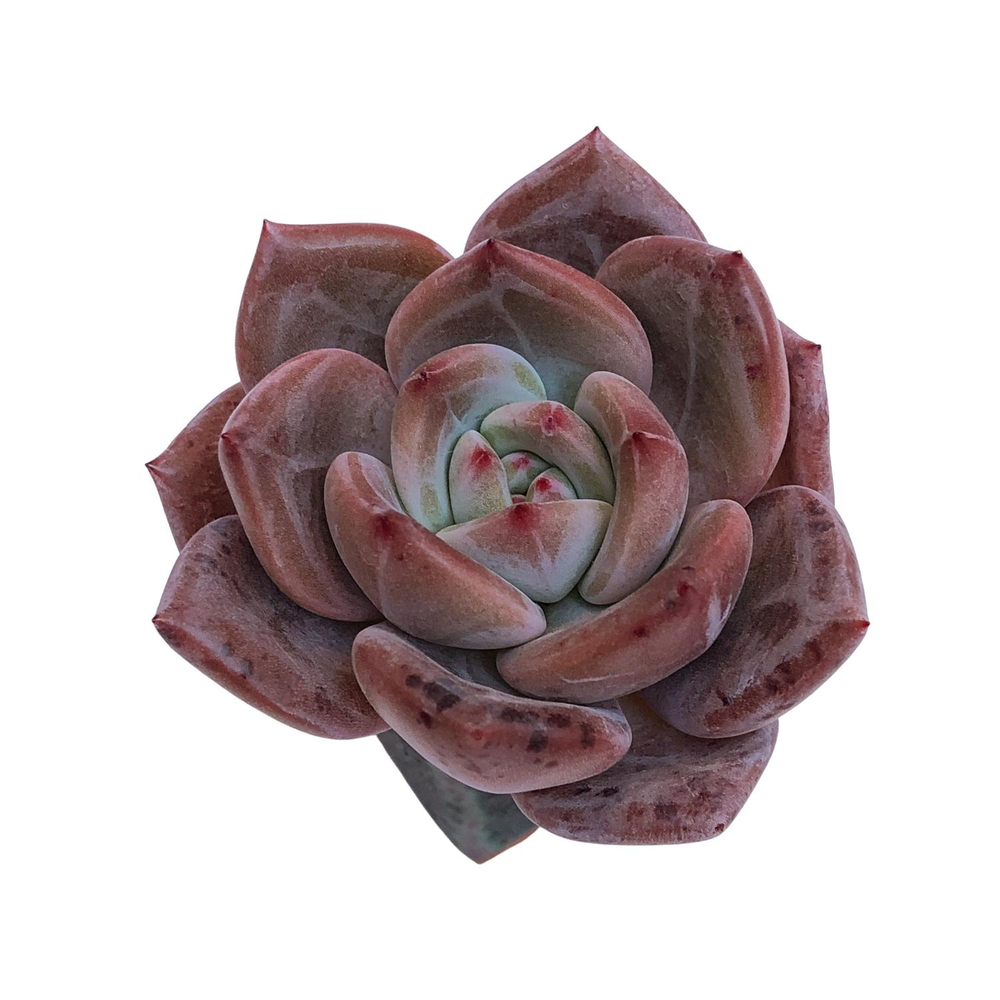 Echeveria Agavoides Sp.