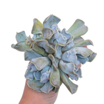 Echeveria Thriller Pearl, Large Triple