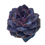 Echeveria Black Coco