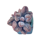 Adromischus Coffee Beans
