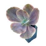 Echeveria Silk Road, Variegata