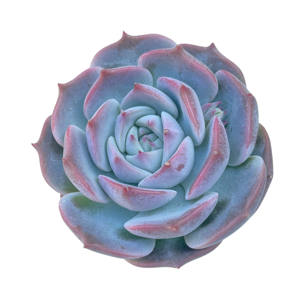 Echeveria Rosanna