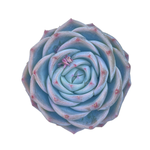 Echeveria Kudohina