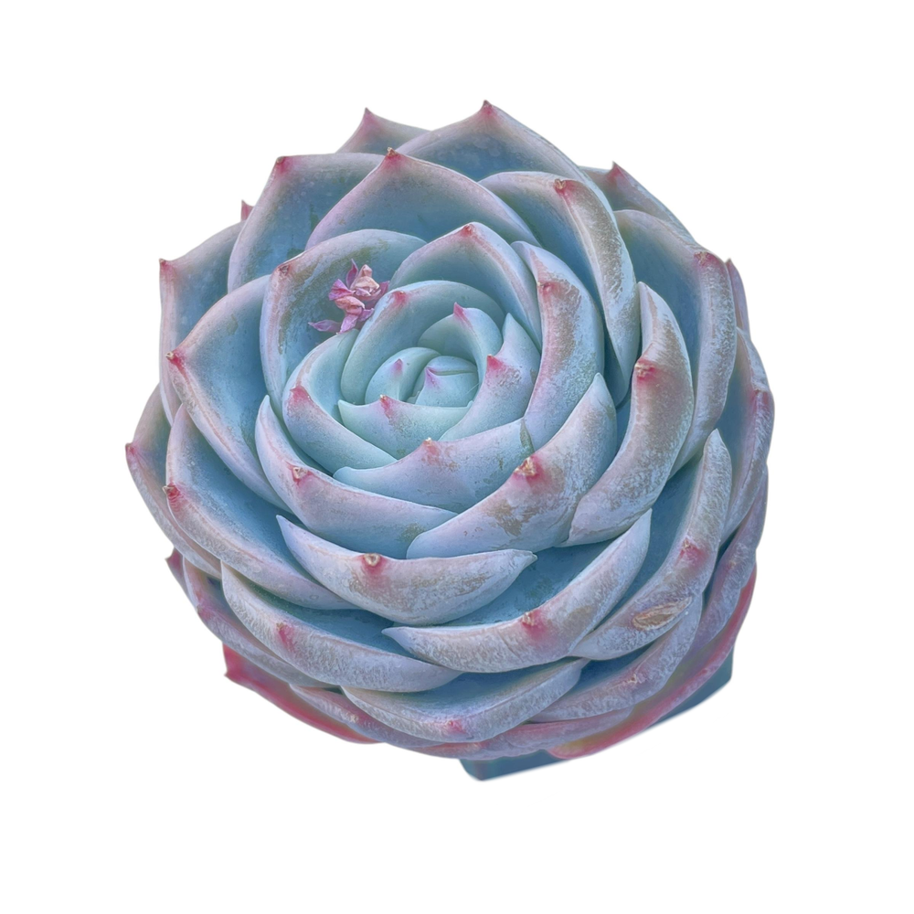 Echeveria Kudohina