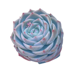 Echeveria Kudohina