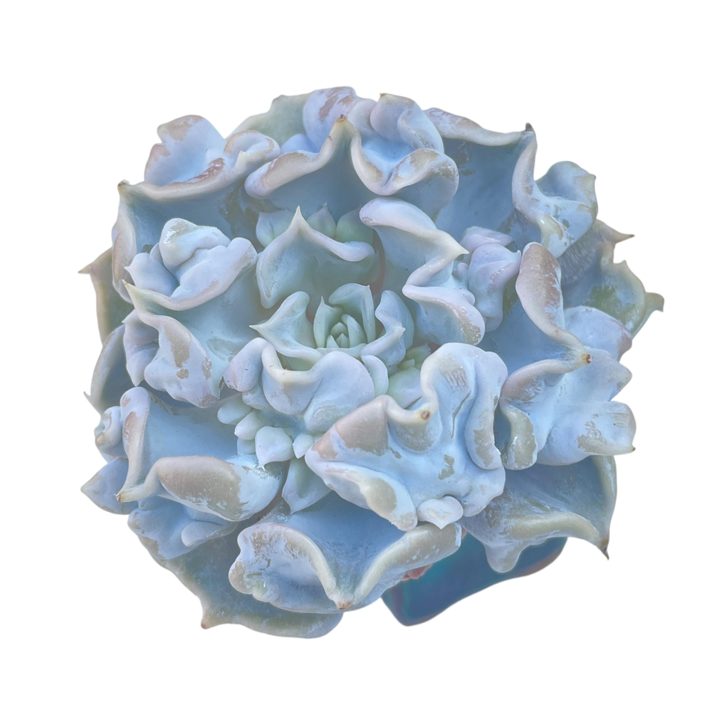 Echeveria Thriller Pearl
