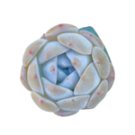 Echeveria Heart Mystery