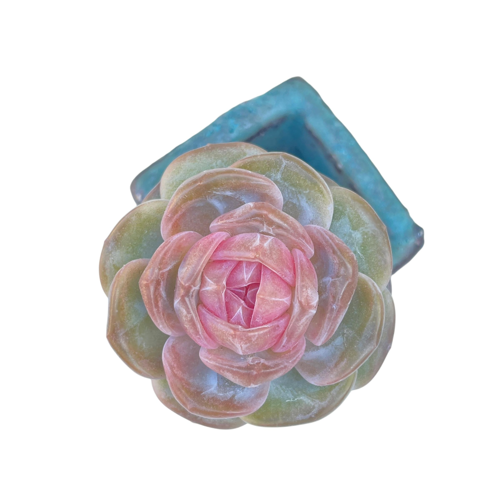 Echeveria Pumpkin Jelly