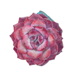 Echeveria Red Marine