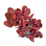 Echeveria Fireball, Cristata