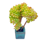Sedum Corynephyllum Cristata