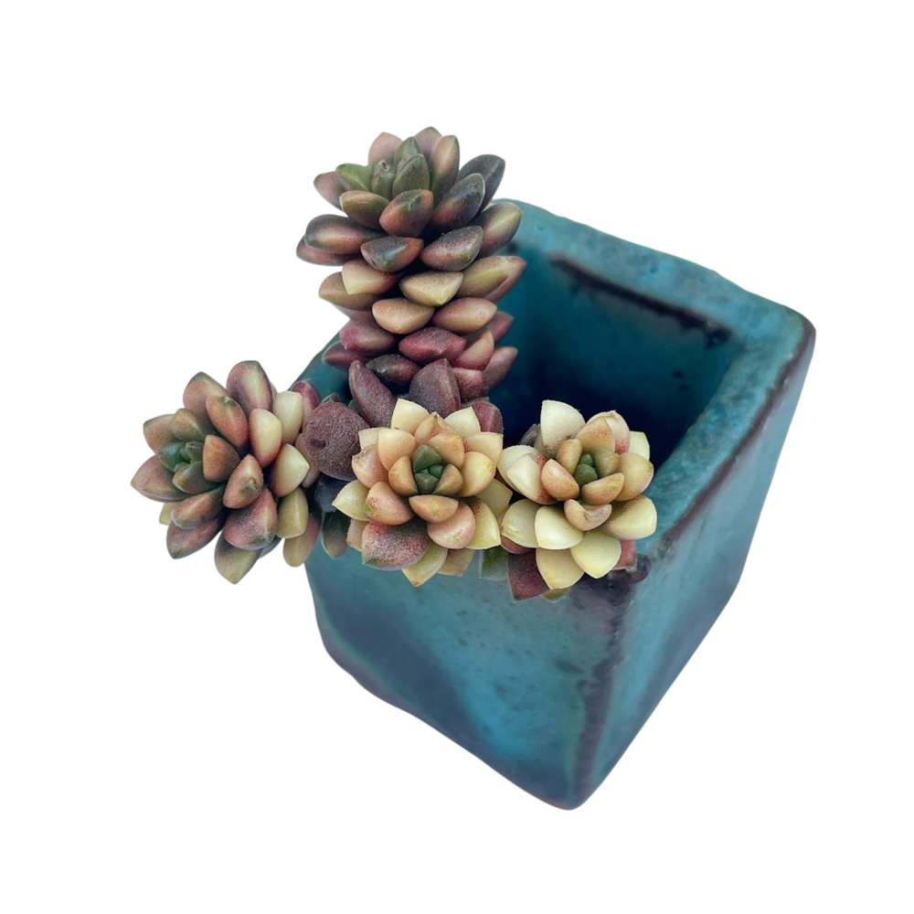 Cremnosedum Little Gem, Variegata