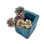 Cremnosedum Little Gem, Variegata