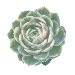Echeveria Onslow, Variegata