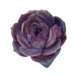 Echeveria Graslin