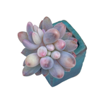 Pachyphytum Machucae Variegata