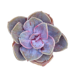 Echeveria Rainbow West Mutation