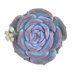 Echeveria Rosanna