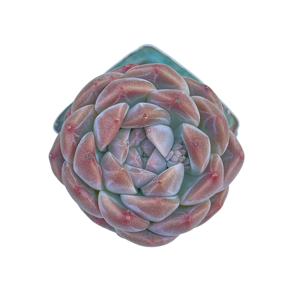 Echeveria Watermelon