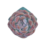 Echeveria Watermelon