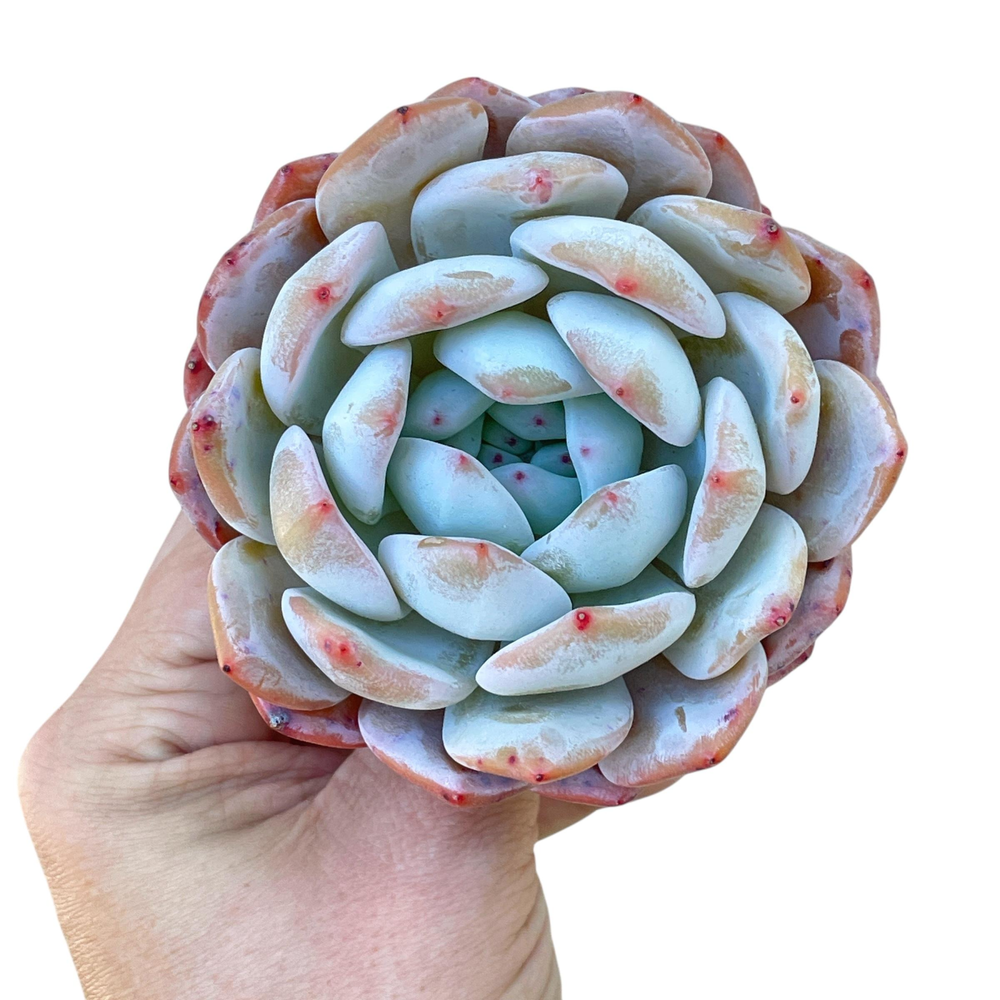 Echeveria Orange Monroe, Large (and Perfect Form)