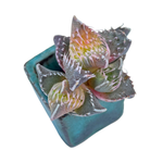 Faucaria Tigrina, Variegata