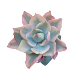 Echeveria Amistar, Variegata