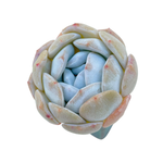 Echeveria Heart Mystery