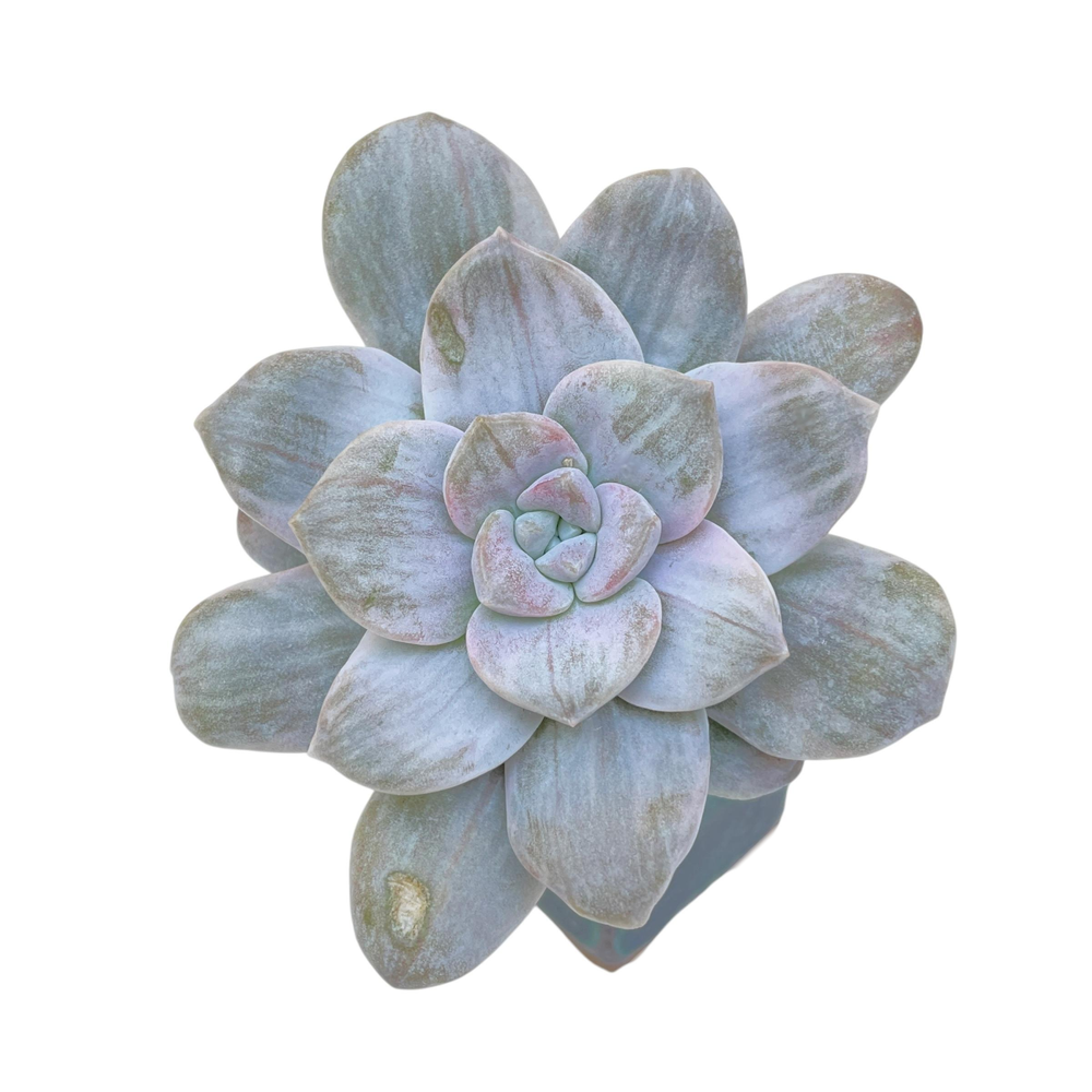 Graptopetalum Silver Bum