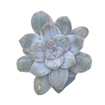 Graptopetalum Silver Bum