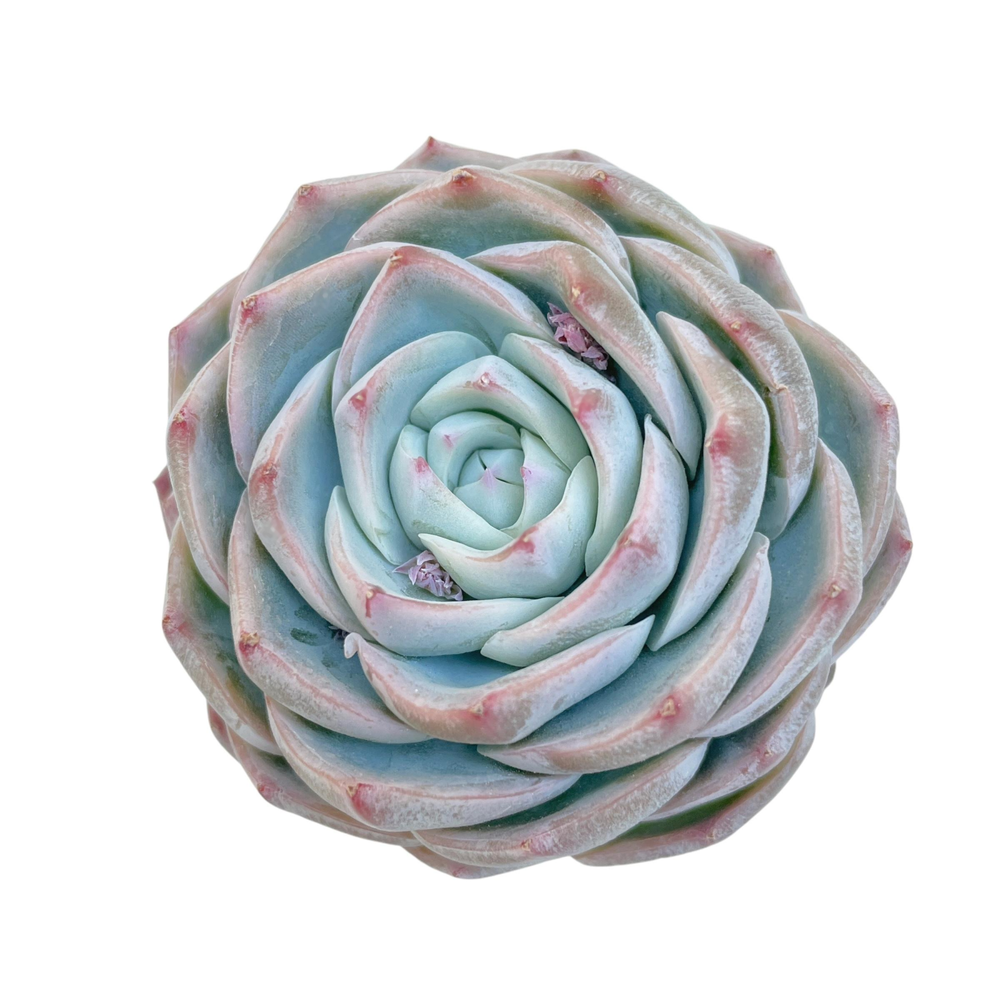 Echeveria Kudohina