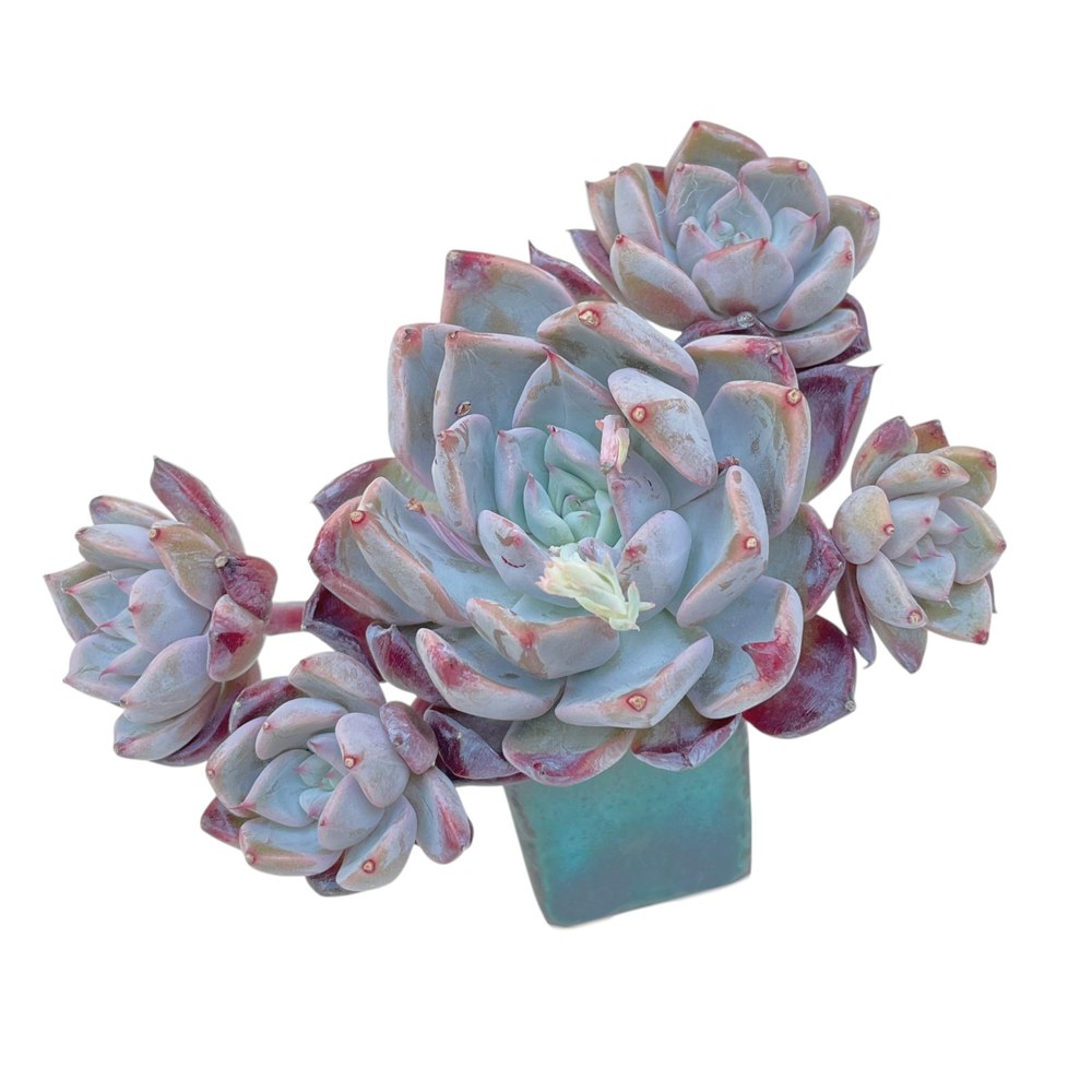 Echeveria Bran Cherry, Cluster