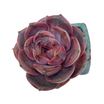 Echeveria Graslin