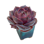 Echeveria Graslin