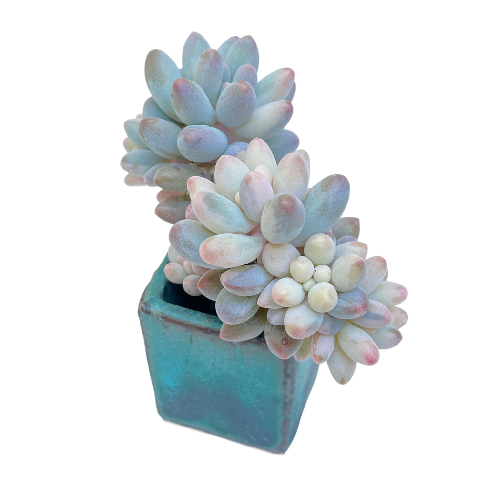 LAST CHANCE! Pachyphytum Machucae Variegata